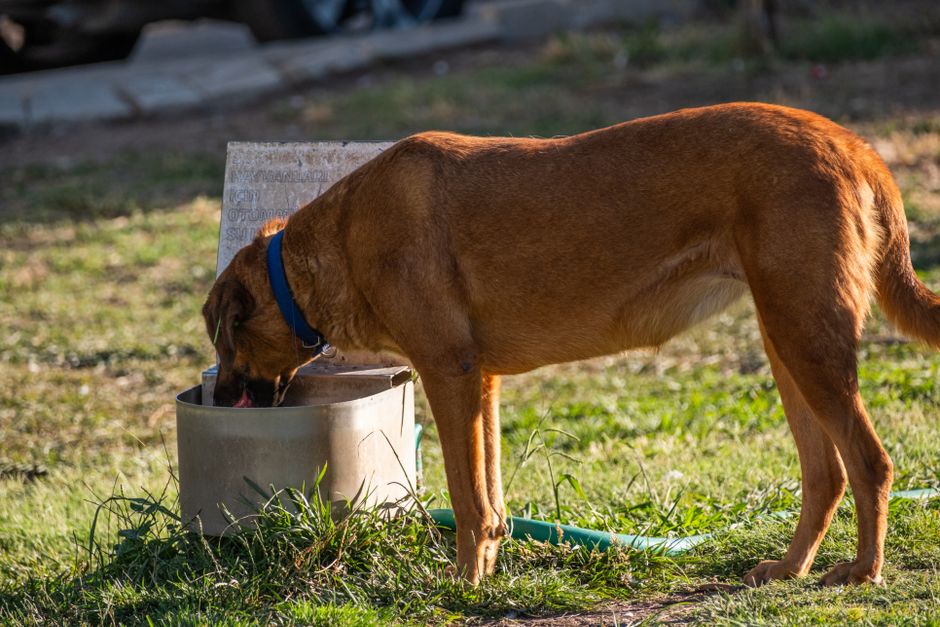 Why Do Dogs Drink Toilet Water — The Allure of Toilet Water: Why It Attracts Dogs