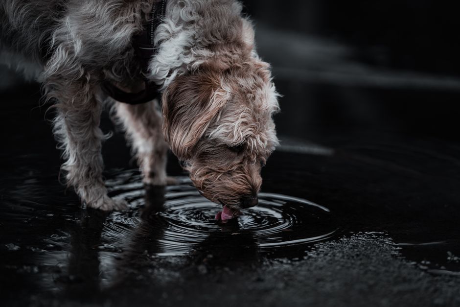 Why Do Dogs Drink Toilet Water — Behavioral Psychology: Instincts at Play