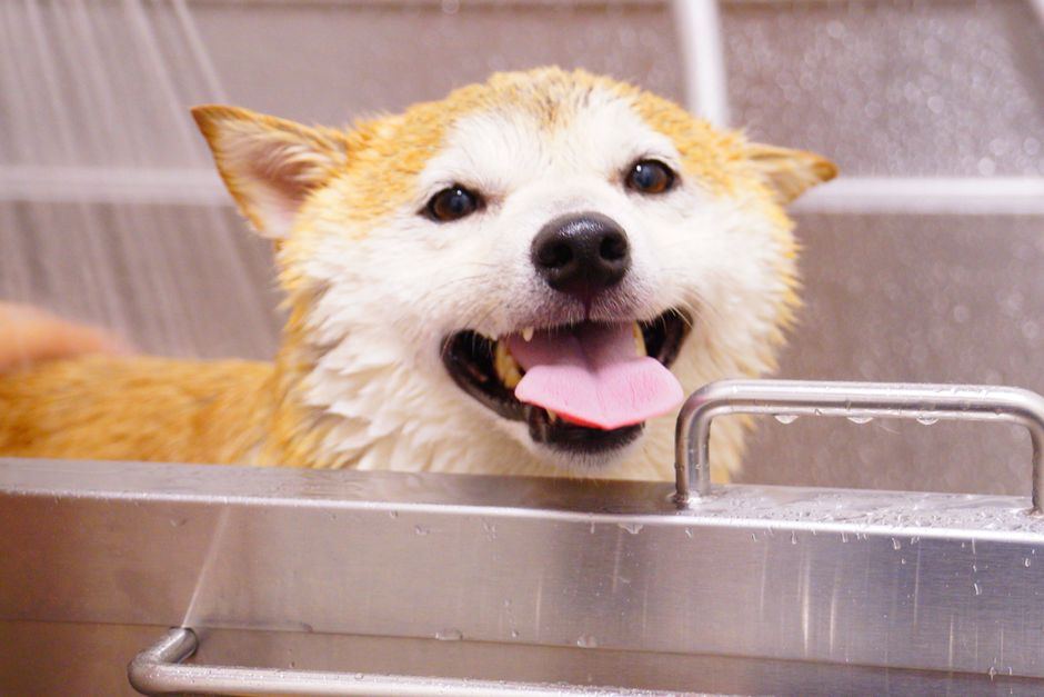 How To Wash A Dog Without A Bathtub — Best Alternatives to a Bathtub for Washing Your Dog
