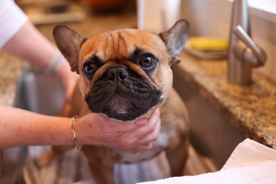 How To Wash A Dog Without A Bathtub — What You’ll Need Before You Start