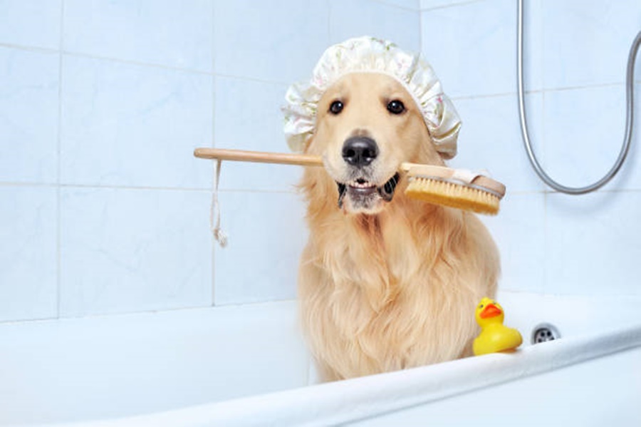 how to wash a dog without a bathtub
