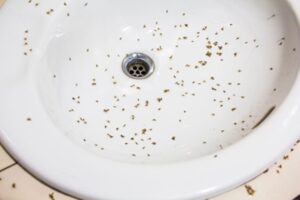 Why Are There Gnats In My Bathroom Sink - Sanitary Supply
